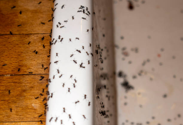 Best Affordable Pest Control Services  in Sharonville, OH